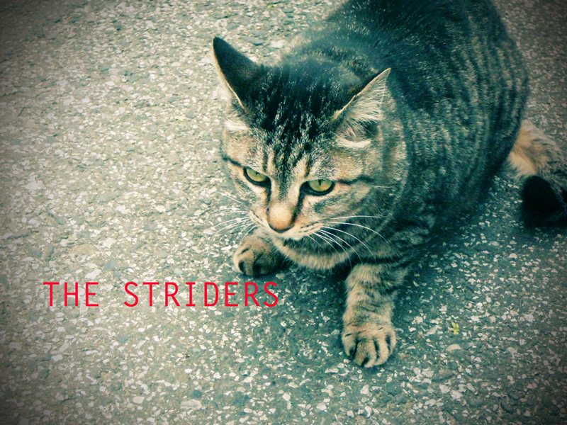 ストライダース