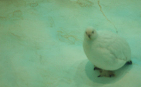 snow grouse