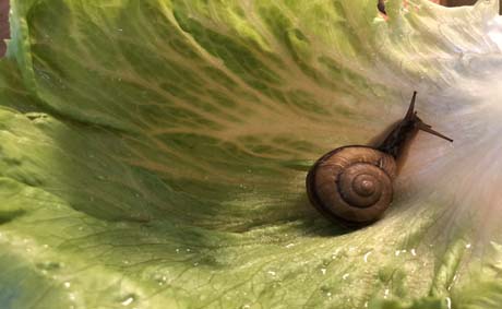 a snail