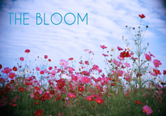 the Bloom