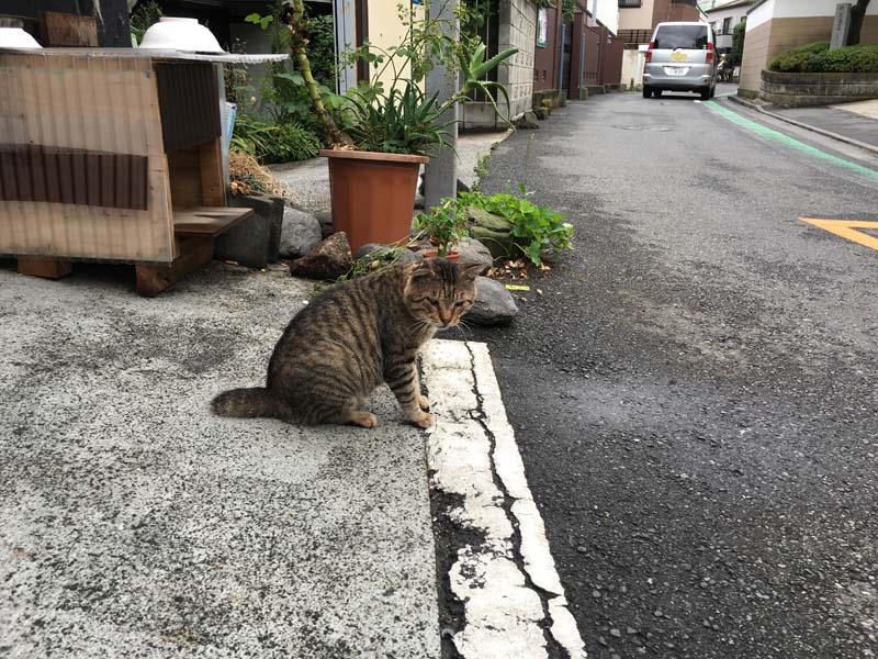 neko