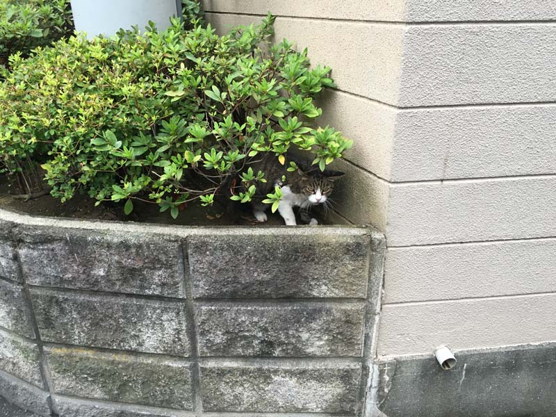 neko