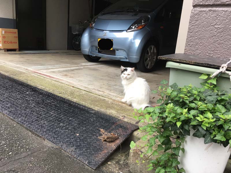 neko
