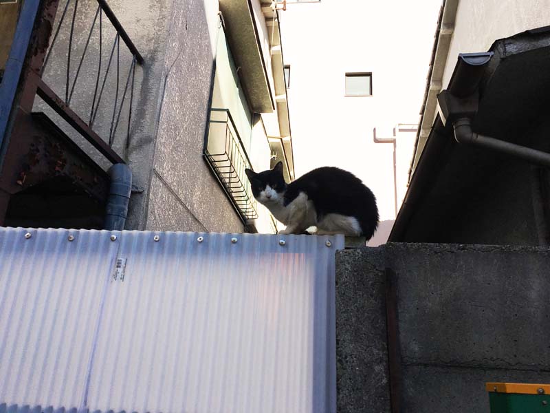 neko