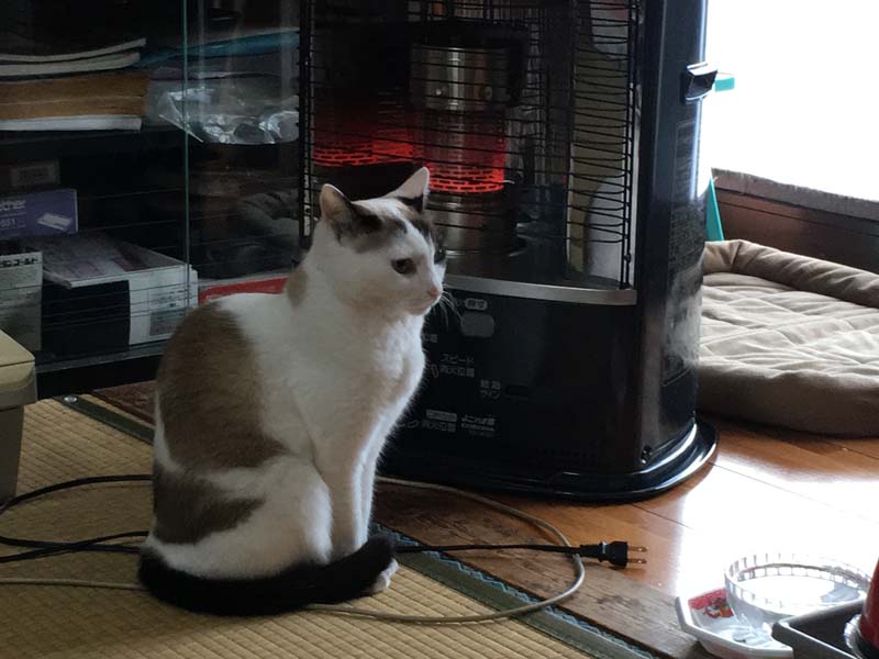neko