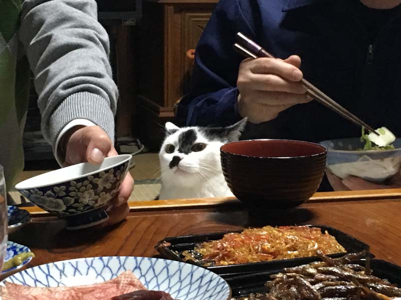 neko