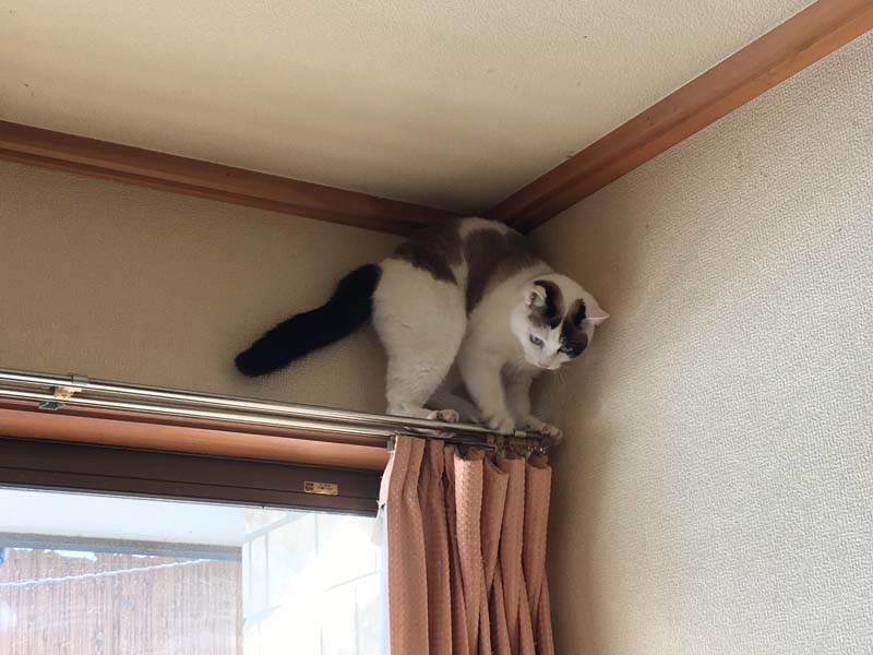 neko