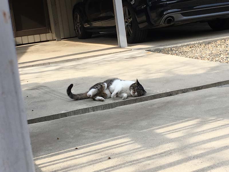 neko