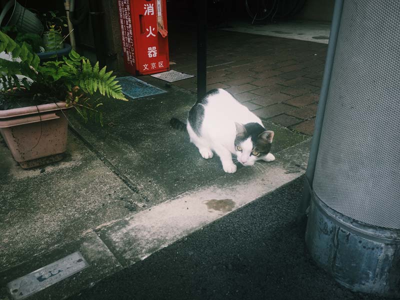 neko