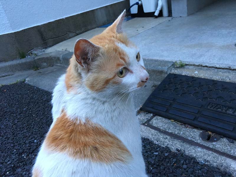 neko