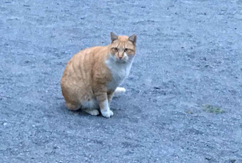 neko