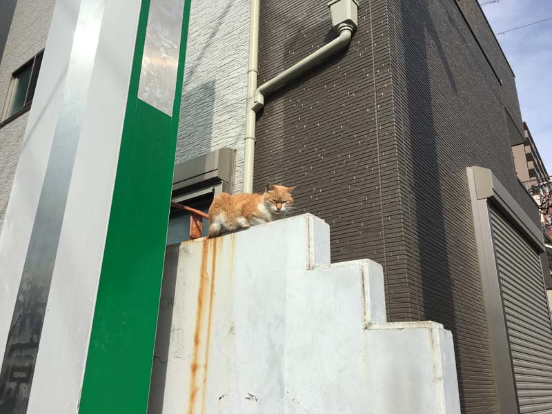neko