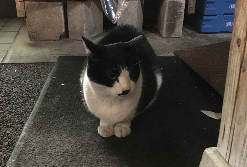 neko